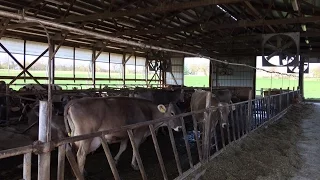 Robotic milkers transform dairy farms