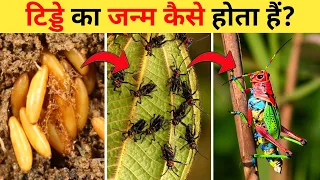 टिड्डे का जीवन चक्र | Grasshopper Life Cycle Video | Life Cycle Of Grasshopper In Hindi