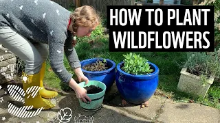 How to plant wildflowers | Sustainable tips | WWF