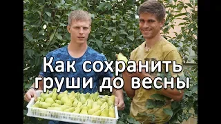 Простой способ сохранить яблоки и груши до весны