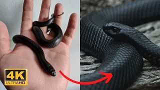 I'm a Big Kid Now - Snake Grow Up And Cute Baby Animals - Animals Transformation