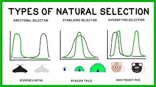 Natural Selection, Adaptation and Evolution