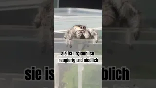 würdet ihr eine 10 von 10 geben? #springspinne #spinne #jumpingspider