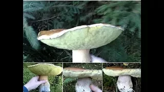 білі гриби в карпатах 2017.белые грибы в Карпатах 2017.white mushrooms in the Carpathians of 2017.