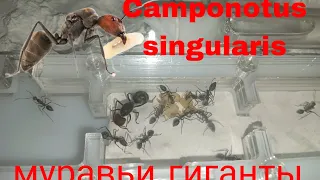 Переселение camponotus singularis гигантских муравьёв в формикарий, AntGart