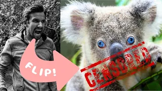 🐨 6 THINGS THAT WILL SURPRISE YOU ABOUT KOALAS!
