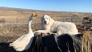 Interspecies Friendships On Our Farm