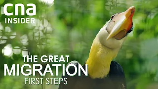 A New Home For Asia's Largest Bird Park | The Great Migration: First Steps | Full Episode
