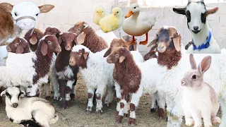 Goats , Rabbits , Farm Animals , Little Sheep , Cute Animals , Ducks , Cute Cows , Chicks