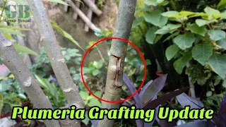 Plumeria grafting update