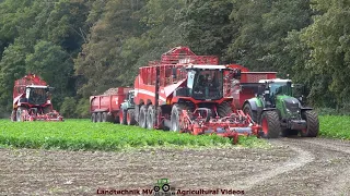 Grimme - Fendt - Krampe / Zuckerrübenernte - Sugar Beet Harvest  TB