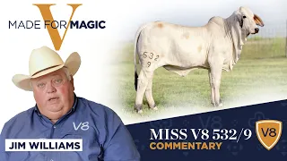 Lot 1 Comments - Miss V8 532/9 Brahman Heifer from Made for Magic V Online Sale