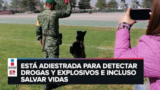 Así es el entrenamiento de la Unidad Canina del Ejército mexicano
