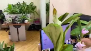 Новая поставка орхидей из Эквадора