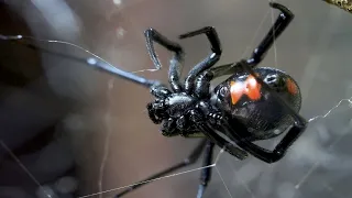 Schwarze Witwe - Die Kannibalistische Spinne / Dokumentation