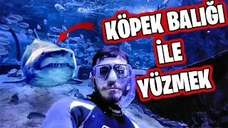 KÖPEK BALIĞI DOLU HAVUZA GİRDİM!! ft. Fırat Sobutay