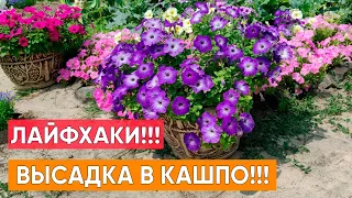 Лайфхаки! Высадка петуний в кашпо, вазон, горшок. Секреты пышного цветения петунии весь сезон