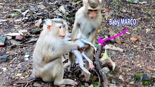 OMG...Hey, mommy monkey MONNY and sister MOKA What are you doing with baby monkey MARCO?