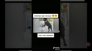 Не зря говорят животное лучший друг человека