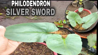 Flexing our GIANT PHILODENDRON SILVER SWORD