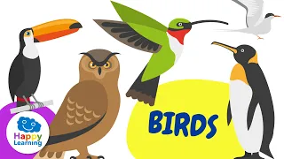 Curiosities about BIRDS | Happy Learning 🐥 🦃 🦩🦜