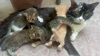 Meet Our New Backyard Friends:Street Cat's Adorable Kittens at Play,Kittens are Kissing Momcat 😍