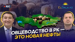 Овцеводство в Казахстане: низкая себестоимость, экспортные рынки и потенциал бизнеса