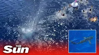 Coast Guard OPENS FIRE on massive shark approaching 40 crew members swimming in ocean