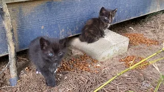 Incredibly beautiful little Kittens. I gave them food.