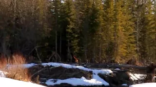 Bigfoot capturado en video en Canada 2019 Pie Grande Capturado Yeti capturado Bigfoot capturado 2019