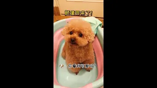 【Compilation】Dog Pet Puppy Pomeranian Grooming Teddy bear style ! dogs story #104