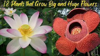 18 Plants that Grow Big and Huge Flowers