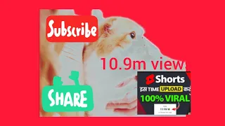 Funny Animal Videos 2023 😅 - Funniest Dogs and Cats Videos 😁 #15￼Funny Animals World 2023