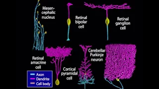 Embryology/Neurology - Neurogenesis [Animation]