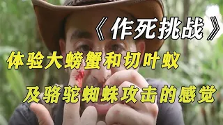 作死挑战：被大螃蟹、切叶蚁和骆驼蜘蛛攻击，血液染红整个手臂！