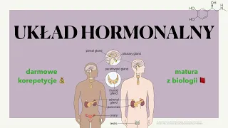 Układ hormonalny 💧 - budowa, charakterystyka, hormony i gruczoły 📕 biologia rozszerzona do matury 🍀