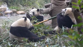 🐼Bamboo tastes better when pandas eat it together