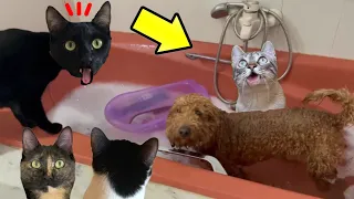 Gato y perro jugando en el baño con gatos Luna y Estrella Nata y Chocolate / Videos de animales