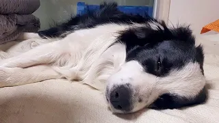 -On 15℃ day, I picked up a stray puppy, but it was BorderCollie!｜But, why are you sleeping well?