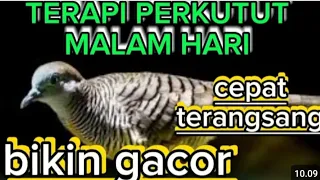 perkutuk lokal gacor cepat pada Dateng langsung nyaut