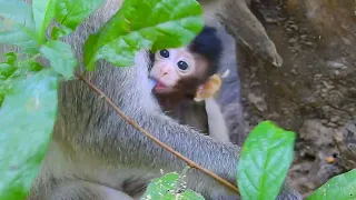 Cute BB Monkey Get Comfortable Firmly.
