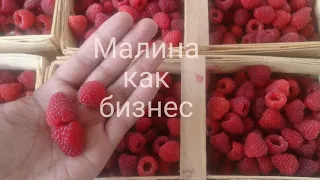 Малина как бизнес