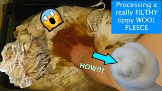 Let's SCOUR this NASTY Wool Together! / How to Scour EXTRA Dirty Fleece