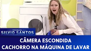 Cachorro na Máquina de Lavar | Câmeras Escondidas (27/01/22)