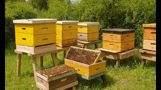 Beekeeping for Beginners: How to Start Your Own Beehive in the Garden
