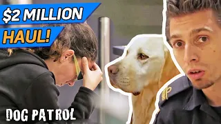 $2,000,000 BUST! Sniffer Dog Finds Illegal Substance At The Border