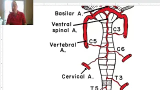 Anatomy of CNS Module in Arabic 2024 (Spinal cord, part 4), by Dr. Wahdan.