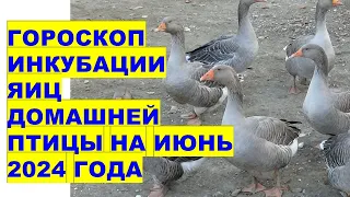 Гороскоп инкубации яиц домашней птицы на июнь 2024Horoscope for incubation of poultry eggs June 2024