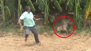 6 Leopard Encounters You're Not Meant to See