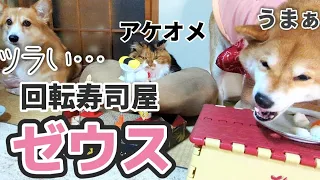 New Year's sushi! Shiba Inu Tastes Sushi & Corgi Gets Sad at Eating Too Fast